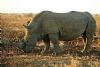 "Endangered Giant"