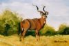 "Kudu in Kruger National Park"