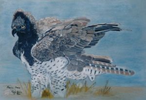 "Martial Eagle"