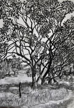 "Trees in Wakkerstroom"