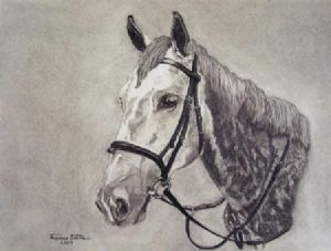 "A grey gelding named Centaur"