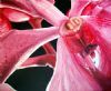 "Pink Orchid Close-Up"
