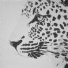 "Leopard"