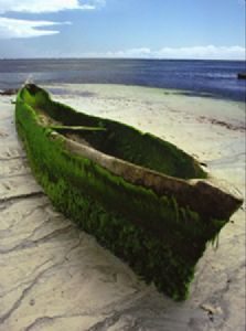 "Boat with Moss"