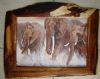 "African elephant herd"