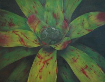 "Bromeliad 5"