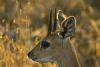 "Good Morning Steenbok"