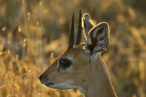 "Good Morning Steenbok"