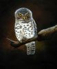 "Barred Owl"