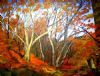 "Autumn Forest Firewalk"