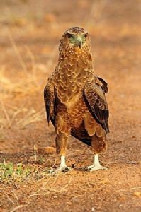 "Proud Bateleur Eagle"