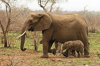 "Proud Matriarch And Calf"