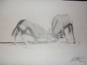 "Gemsbok"