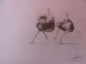 "Ostriches"