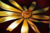 "Daisy"