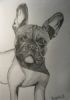 "French Bulldog"