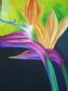 "Strelitzia"