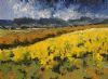 "Canola Southern Cape"