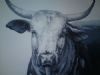 "Nguni Cow"