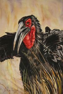"Southern Ground Hornbill Displaying"