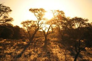 "Kalahari Sunset"