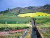 "Canola Field in Countryside"