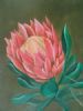 "protea"