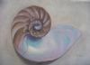 "Nautilus Shell"