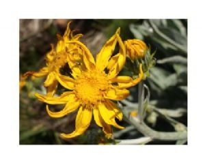"Senecio Macrospermus"
