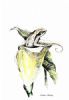 "Brown-backed Tree Frog in Arum"