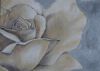 "Rose in Cream 1"