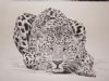 "Leopard"