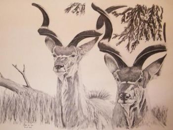 "Male Kudu"