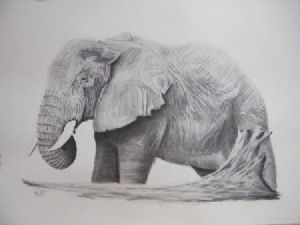 "Elephant"