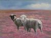 "Namaqualand Sheep"