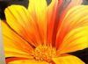 "Orange Flower"