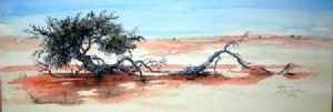 "Kalahari Boscia albitrunca tree"