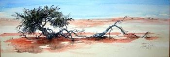 "Kalahari Boscia albitrunca tree"