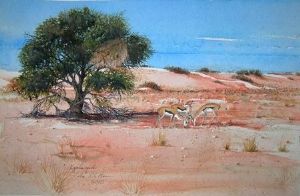 "Kalahari Camel thorn with springbuck"