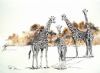 "Curious Giraffes"