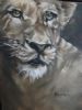 "lioness"