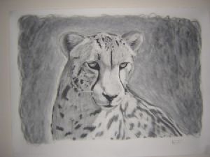 "Cheetah"