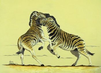 "Zebra Sparring"