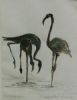 "Flamingo Zandvlei 2003"