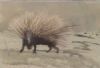 "Porcupine Zandvlei 2003"