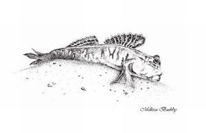 "Mudskipper"
