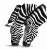 "Zebra Heads"