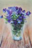 "Violets"