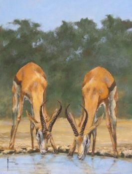 "Springbuck at Waterhole"