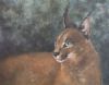 "Caracal"